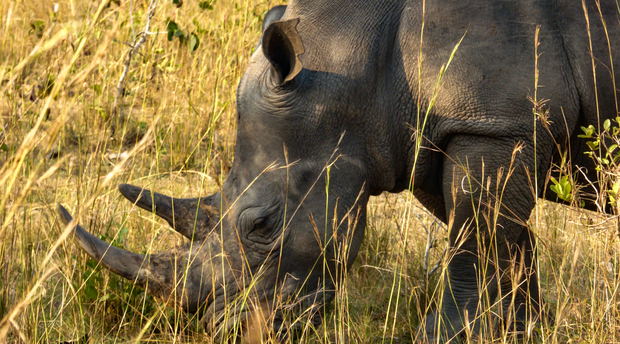 A southern white rhino in Uganda 