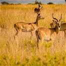 Uganda kobs grazing on golden plains, Queen Elizabeth National Park, Uganda
