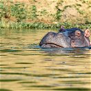 A Hippo on the Kazinga Channel in Queen Elizabeth National Park, Uganda