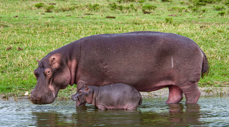 A Hippopotamus with her Calf in Queen Elizabeth National Park, Uganda A Hippopotamus with her Calf in Queen Elizabeth National Park, Uganda
