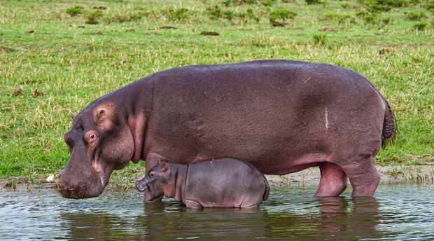 A Hippopotamus with her Calf in Queen Elizabeth National Park, Uganda