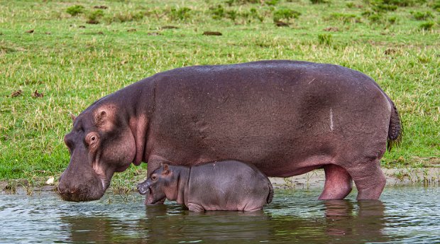 A Hippopotamus with her Calf in Queen Elizabeth National Park, Uganda