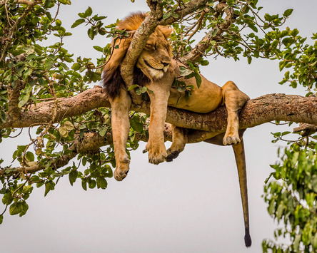 Gorillas & Tree-Climbing Lions