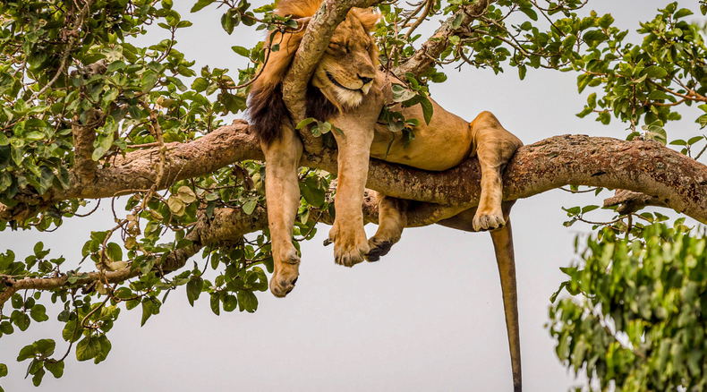 A Tree-Climbing Lion in Ishasha Queen Elizabeth National Park, Uganda A Tree-Climbing Lion in Ishasha Queen Elizabeth National Park, Uganda