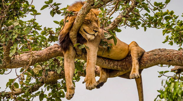 A Tree-Climbing Lion in Ishasha Queen Elizabeth National Park, Uganda A Tree-Climbing Lion in Ishasha Queen Elizabeth National Park, Uganda