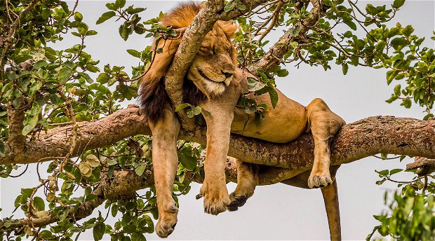 A Tree-Climbing Lion in Ishasha Queen Elizabeth National Park, Uganda