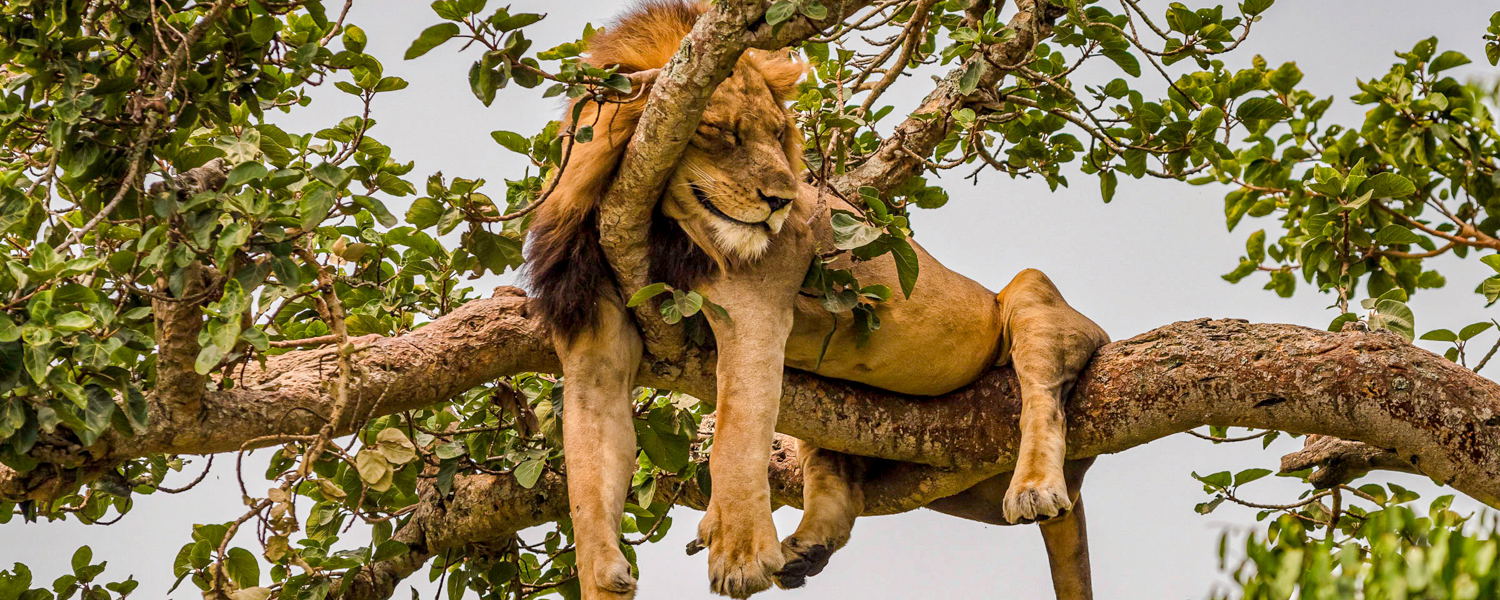 A Tree-Climbing Lion in Ishasha Queen Elizabeth National Park, Uganda