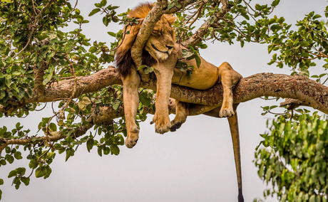 A Tree-Climbing Lion in Ishasha Queen Elizabeth National Park, Uganda