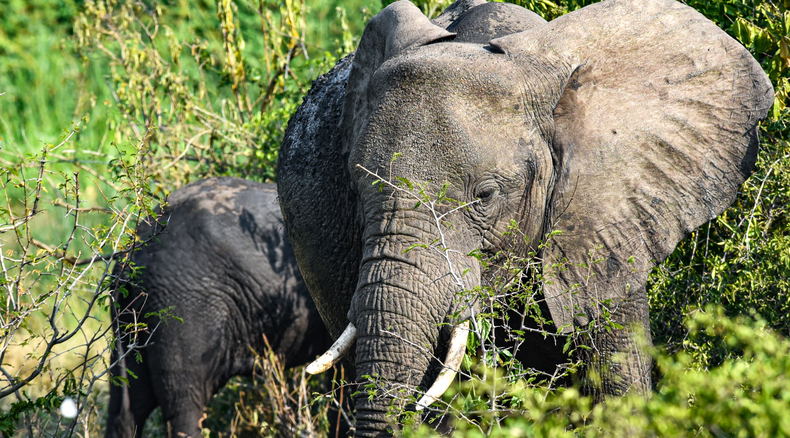 An Elephant on the Kazinga Channel in Queen Elizabeth National Park, Uganda An Elephant on the Kazinga Channel in Queen Elizabeth National Park, Uganda