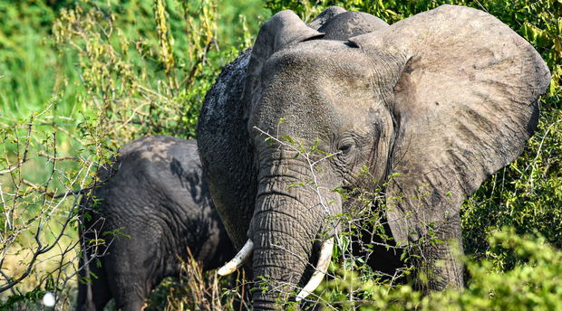 An Elephant on the Kazinga Channel in Queen Elizabeth National Park, Uganda