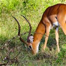 An impala in Lake Mburo National Park, Uganda