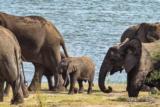 A herd of elephants on the Mweya Peninsula of Queen Elizabeth National Park, Uganda