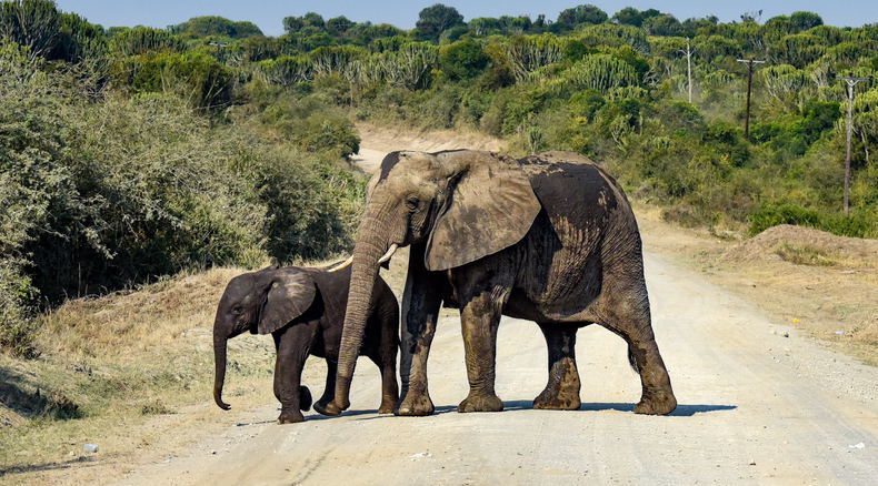 Elephant and her baby in Queen Elizabeth National Park, Uganda 