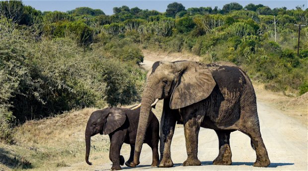 Elephant and her baby in Queen Elizabeth National Park, Uganda 