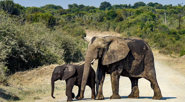 Elephant and her baby in Queen Elizabeth National Park, Uganda Elephant and her baby in Queen Elizabeth National Park, Uganda