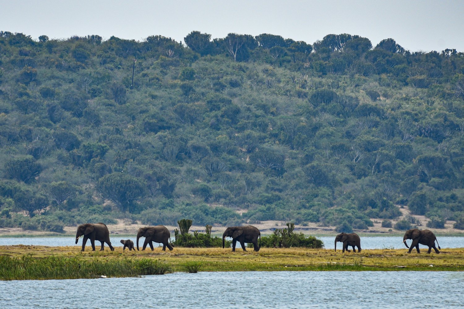 Elephants on the Mweya Peninsula at Queen Elizabeth National Park, Uganda