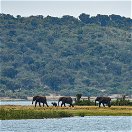 Elephants on the Mweya Peninsula at Queen Elizabeth National Park, Uganda