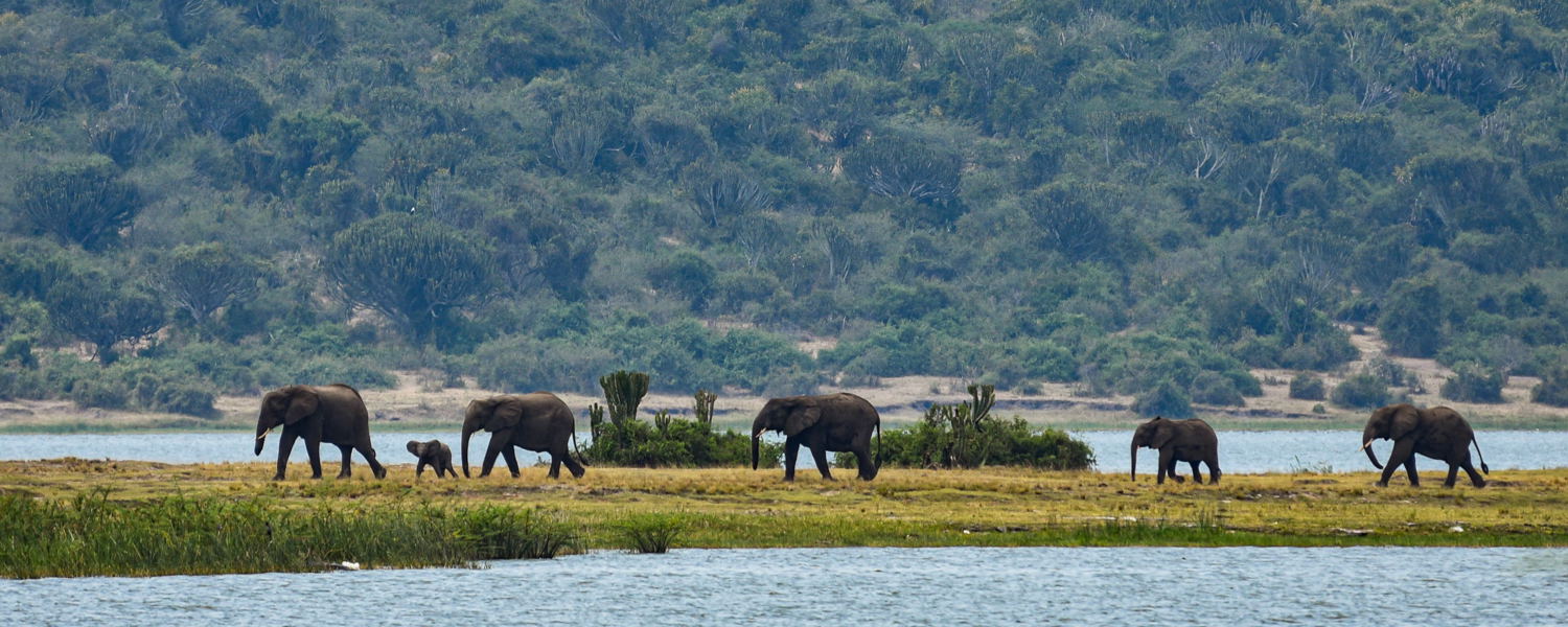 Elephants on the Mweya Peninsula at Queen Elizabeth National Park, Uganda