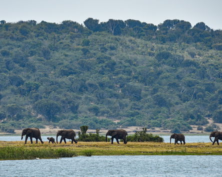 Gorillas & Golden Plains