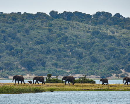 Gorillas & Golden Plains