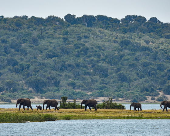 Gorillas & Golden Plains