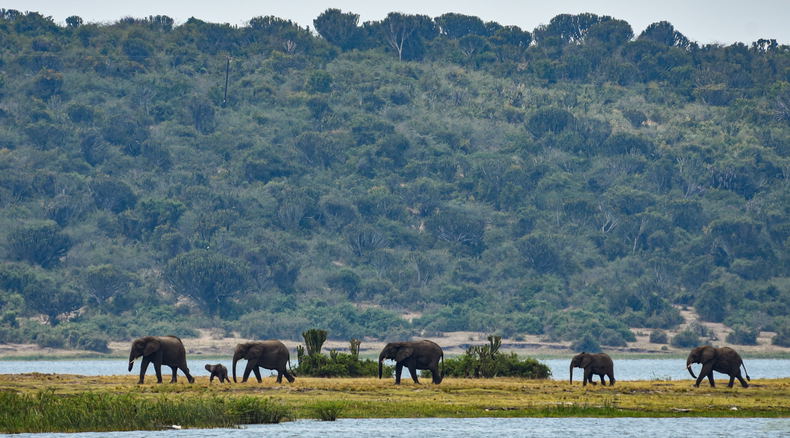 Elephants on the Kazinga Channel, Queen Elizabeth National Park, Uganda Elephants on the Kazinga Channel, Queen Elizabeth National Park, Uganda