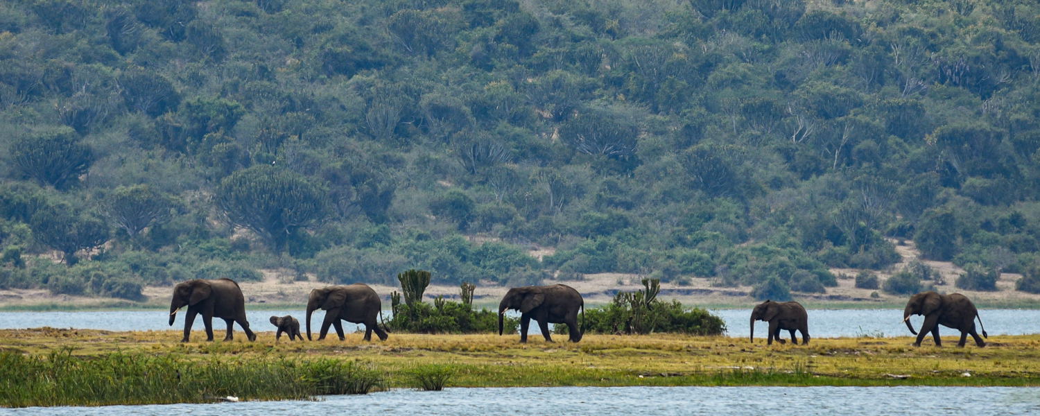 Elephants on the Kazinga Channel, Queen Elizabeth National Park, Uganda