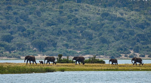 Elephants on the Kazinga Channel, Queen Elizabeth National Park, Uganda