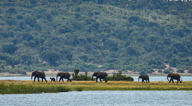 Elephants on the Kazinga Channel, Queen Elizabeth National Park, Uganda Elephants on the Kazinga Channel, Queen Elizabeth National Park, Uganda