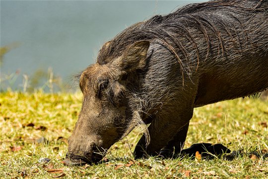 A warthog in Queen Elizabeth National Park, Uganda