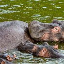 Hippopotamus in Queen Elizabeth National Park, Uganda 
