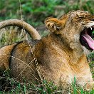 Lion yawning on Kasenyi Plains, Queen Elizabeth National Park, Uganda
