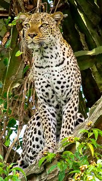 A leopard, Queen Elizabeth National Park, Uganda