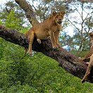 Two Tree-Climbing Lions on the Ishasha Plains of Queen Elizabeth National Park, Uganda
