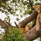 Tree-climbing lions on Ishasha Plains, Queen Elizabeth National Park, Uganda