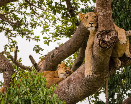 Mountain Gorillas & Lions In Trees