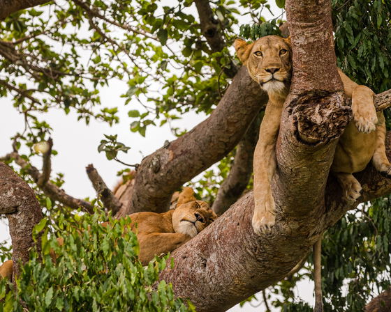 Mountain Gorillas & Lions In Trees