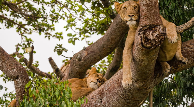 Tree-climbing lions on Ishasha Plains, Queen Elizabeth National Park, Uganda Tree-climbing lions on Ishasha Plains, Queen Elizabeth National Park, Uganda