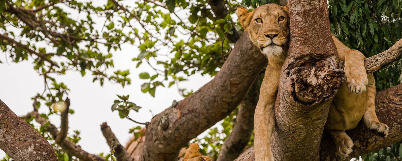 Tree-climbing lions on Ishasha Plains, Queen Elizabeth National Park, Uganda