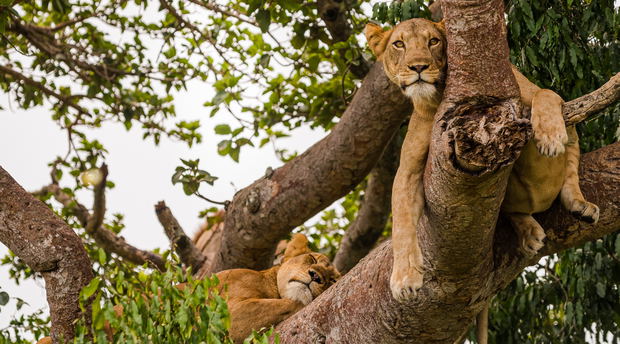 Tree-climbing lions on Ishasha Plains, Queen Elizabeth National Park, Uganda Tree-climbing lions on Ishasha Plains, Queen Elizabeth National Park, Uganda