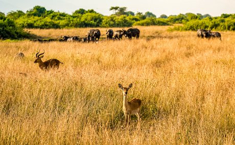 A Uganda Kob on the savannah of Queen Elizabeth National Park, Uganda