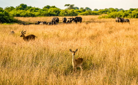 A Uganda Kob on the savannah of Queen Elizabeth National Park, Uganda A Uganda Kob on the savannah of Queen Elizabeth National Park, Uganda