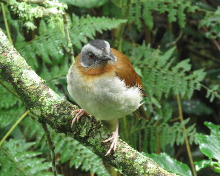 Birds & Mammals Of Uganda 