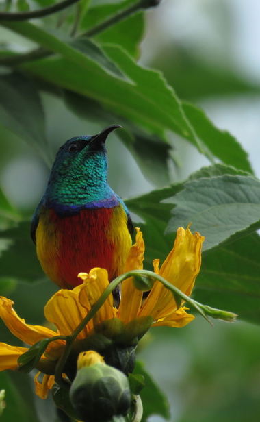 Bird Watching Tours