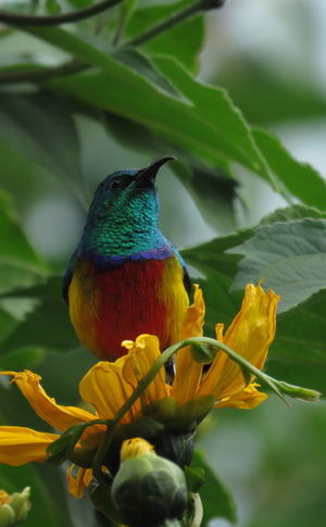 Bird Watching Tours