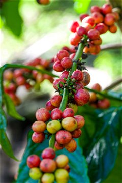 A coffee plant with coffee maturing, Uganda