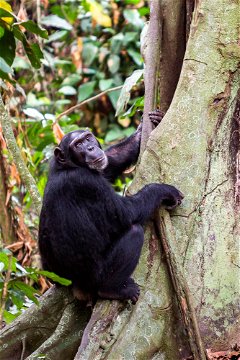 Chimpanzee at the base of a tree, Uganda