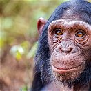 A chimpanzee, Uganda