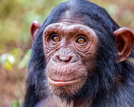 Chimp & Monkey Express