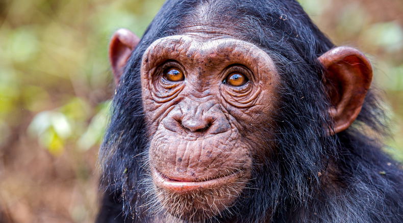 A chimpanzee, Uganda